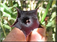 Huernia keniensis var grandiflora